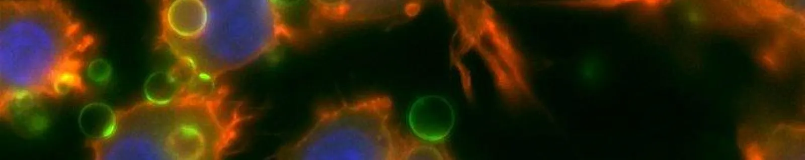 Macrophages (actin in red, nuclei in blue) internalising green fluorescent emulsion droplets